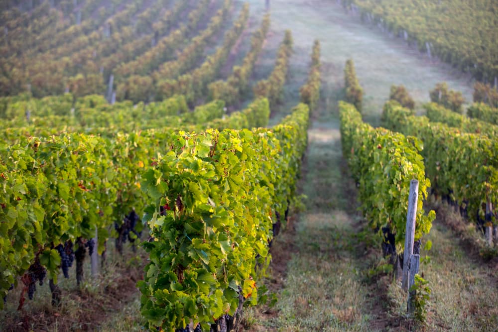 Libournais_vineyards_Bordeaux