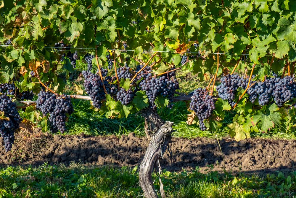 Cabernet Franc