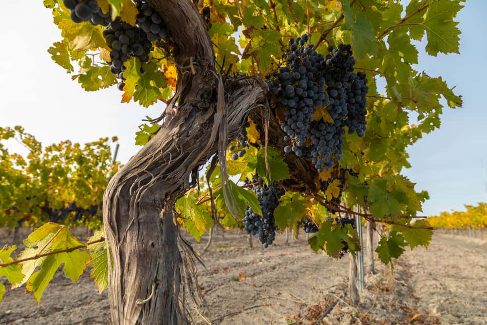Grenache