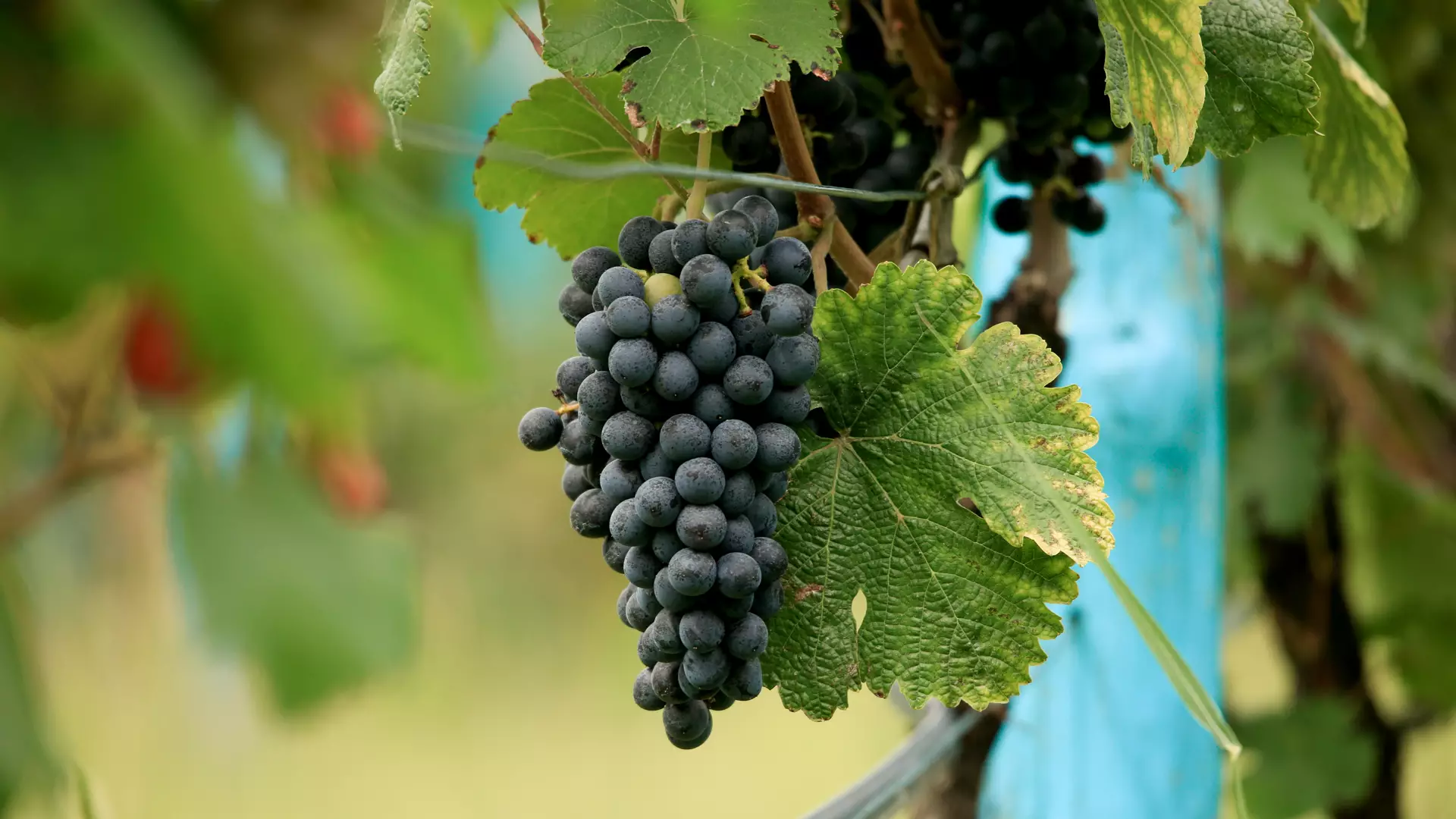 Saperavi Grape: Georgia's Bold Red, Explained