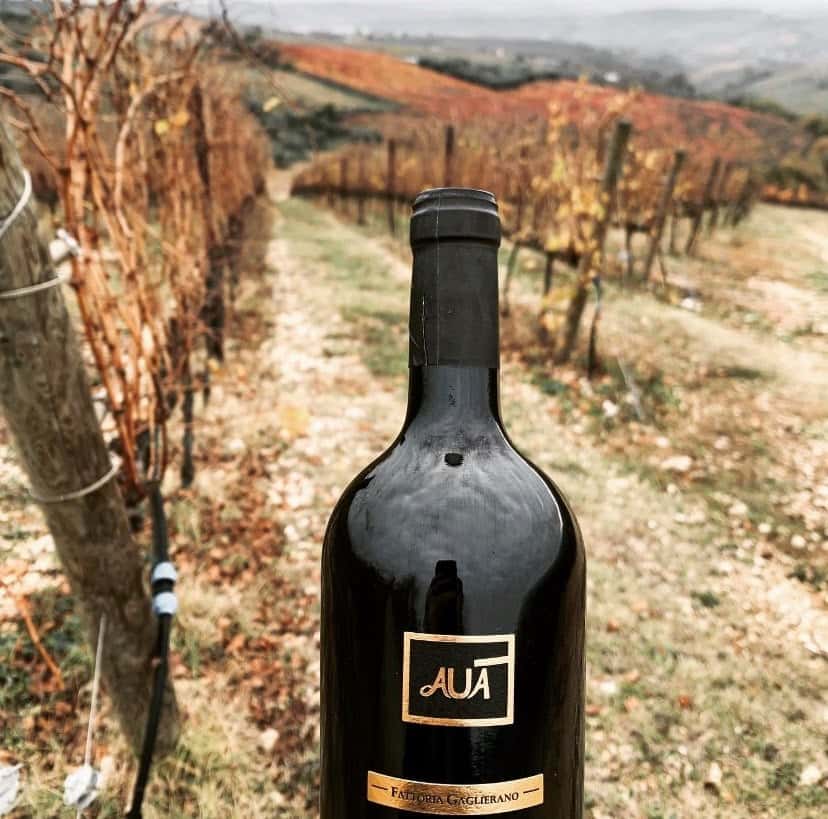 Wine Tasting and Tour at Fattoria Gaglierano