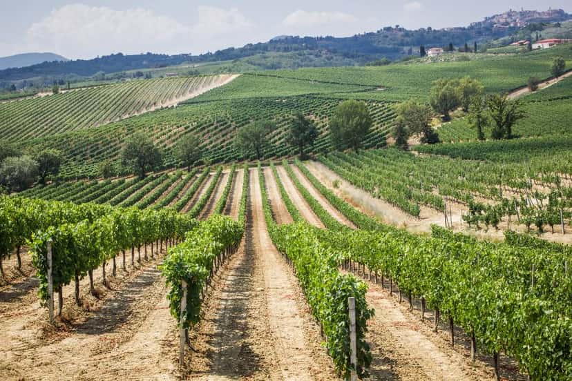 Montepulciano D'Abruzzo appellation
